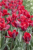 - Tulipa 'Rococo'