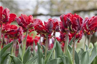  - Tulipa 'Rococo'
