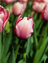  - Tulipa 'Salmon Impression'