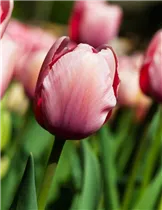  - Tulipa 'Salmon Impression'