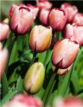  - Tulipa 'Salmon Impression'