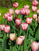  - Tulipa 'Salmon Impression'