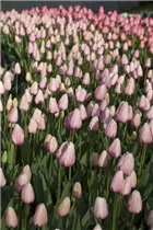  - Tulipa 'Salmon Impression'