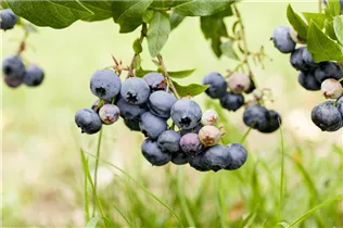  - Vaccinium corymbosum 'Duke'