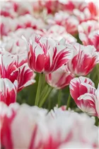  - Tulipa 'Sorbet'