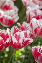  - Tulipa 'Sorbet'