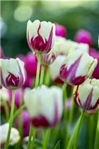  - Tulipa 'Sorbet'