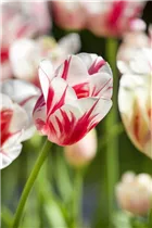  - Tulipa 'Sorbet'