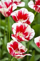  - Tulipa 'Sorbet'