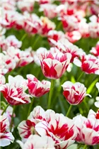  - Tulipa 'Sorbet'