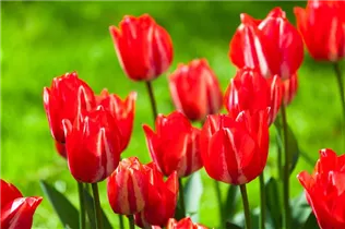  - Tulipa 'Spryng Break'