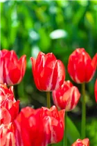  - Tulipa 'Spryng Break'