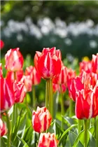  - Tulipa 'Spryng Break'