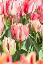  - Tulipa 'Spryng Break'