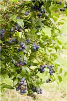  - Vaccinium corymbosum 'Jersey'