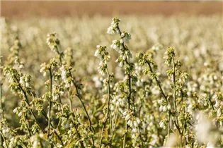  - Vaccinium corymbosum Lowberry® 'Little Blue Wonder'