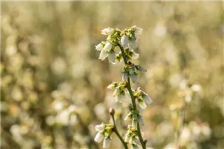  - Vaccinium corymbosum Lowberry® 'Little Blue Wonder'