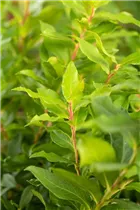 - Vaccinium corymbosum 'Lucky Berry'®