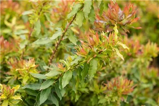  - Vaccinium corymbosum 'Lucky Berry'®