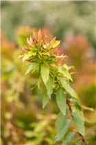  - Vaccinium corymbosum 'Lucky Berry'®