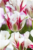  - Tulipa viridiflora 'Flaming Springgreen'