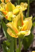  - Tulipa viridiflora