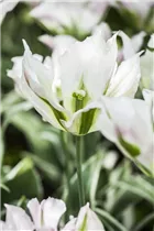  - Tulipa viridiflora