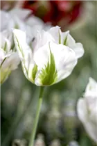  - Tulipa viridiflora