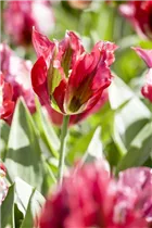  - Tulipa viridiflora