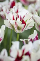  - Tulipa viridiflora 'Flaming Springgreen'