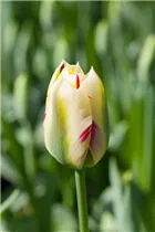  - Tulipa viridiflora 'Flaming Springgreen'