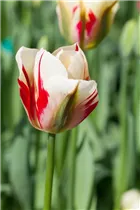  - Tulipa viridiflora 'Flaming Springgreen'