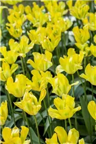  - Tulipa viridiflora