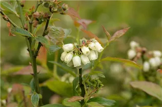  - Vaccinium corymbosum 'North Country'