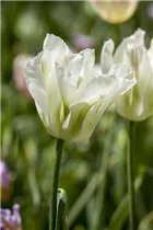 Blumenzwiebeln - Tulpen Spring Green x10 Blumenzwiebeln - Tulpen Spring Green x10