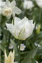 Blumenzwiebeln - Tulpen Spring Green x10 Blumenzwiebeln - Tulpen Spring Green x10