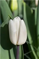  - Tulipa 'White Flag'