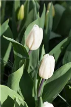  - Tulipa 'White Flag'