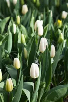  - Tulipa 'White Flag'