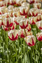  - Tulipa 'World Expression'