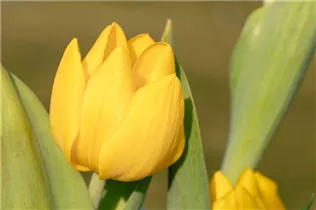  - Tulipa 'Yellow Baby'