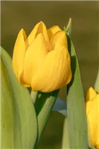  - Tulipa 'Yellow Baby'