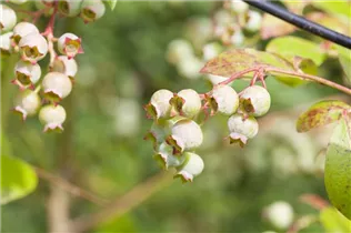  - Vaccinium vitis-idaea