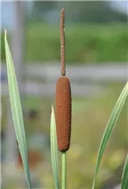  - Typha latifolia 'Variegata'
