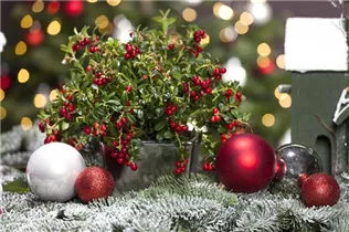 - Vaccinium vitis-idaea 'Miss Cherry'(s)  - Vaccinium vitis-idaea 'Miss Cherry'(s)