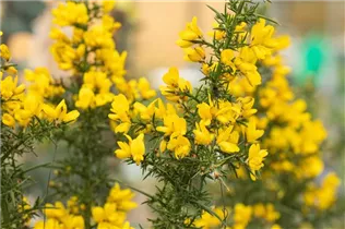  - Ulex europaeus