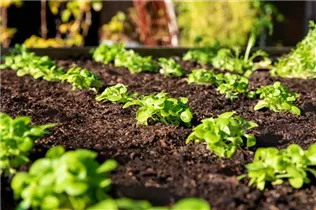  - Valerianella locusta