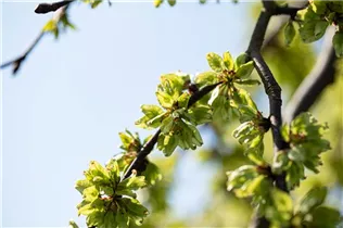  - Ulmus glabra 'Pendula'