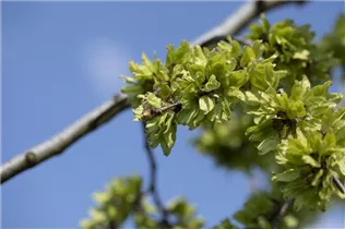  - Ulmus glabra 'Pendula'