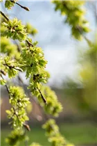  - Ulmus glabra 'Pendula'